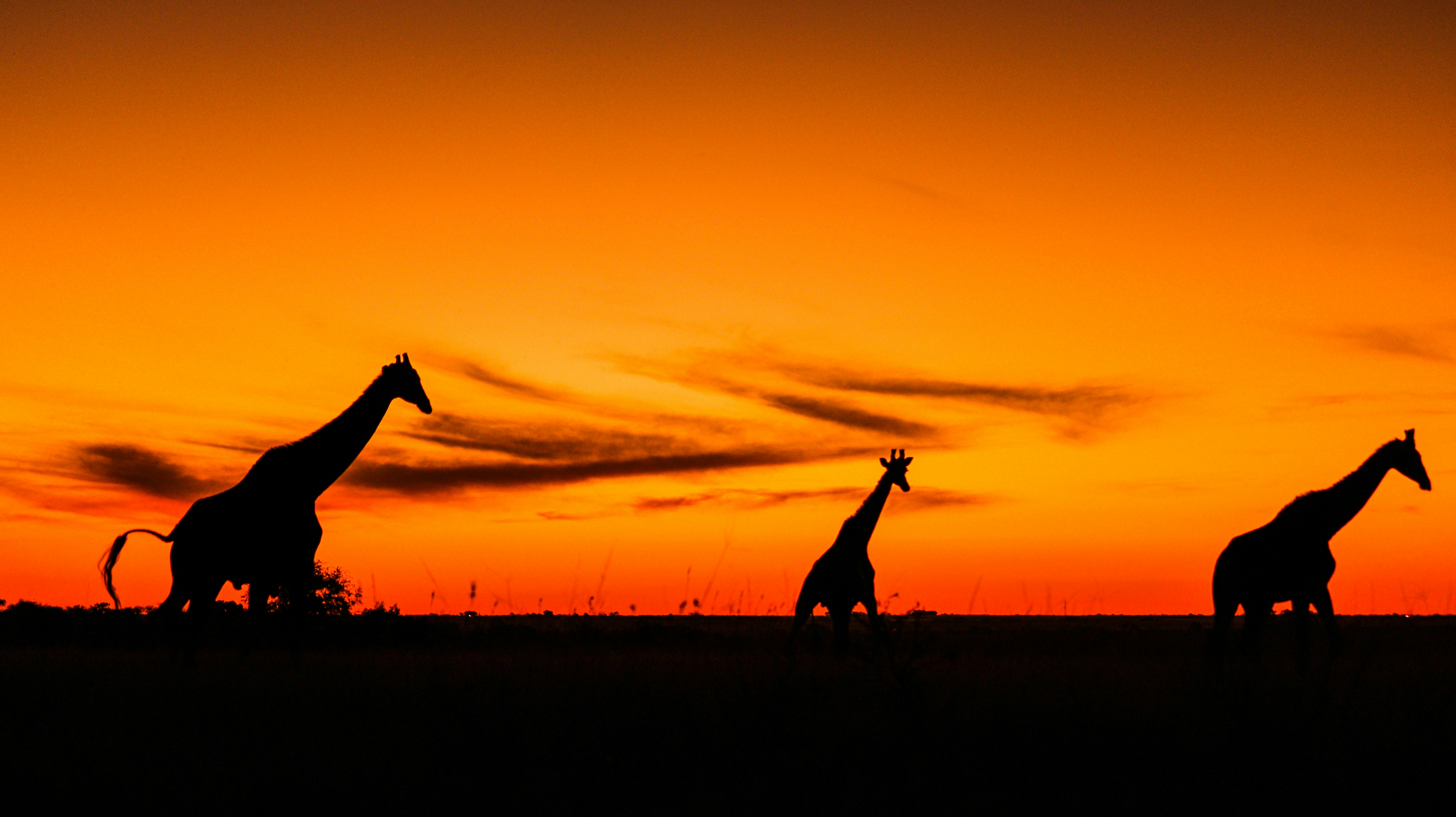 Elephant herd in the savannah